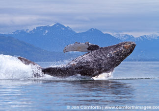 Humpback Whale Breach 125