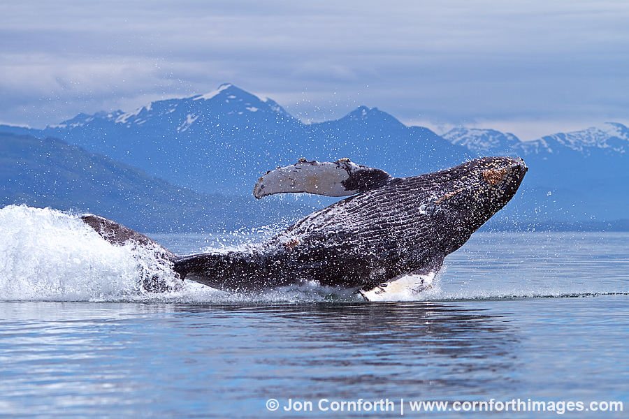 Humpback Whale Breach 125