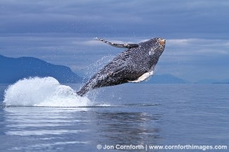 Humpback Whale Breach 131