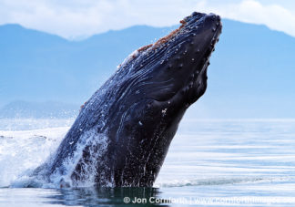 Humpback Whale Breach 138