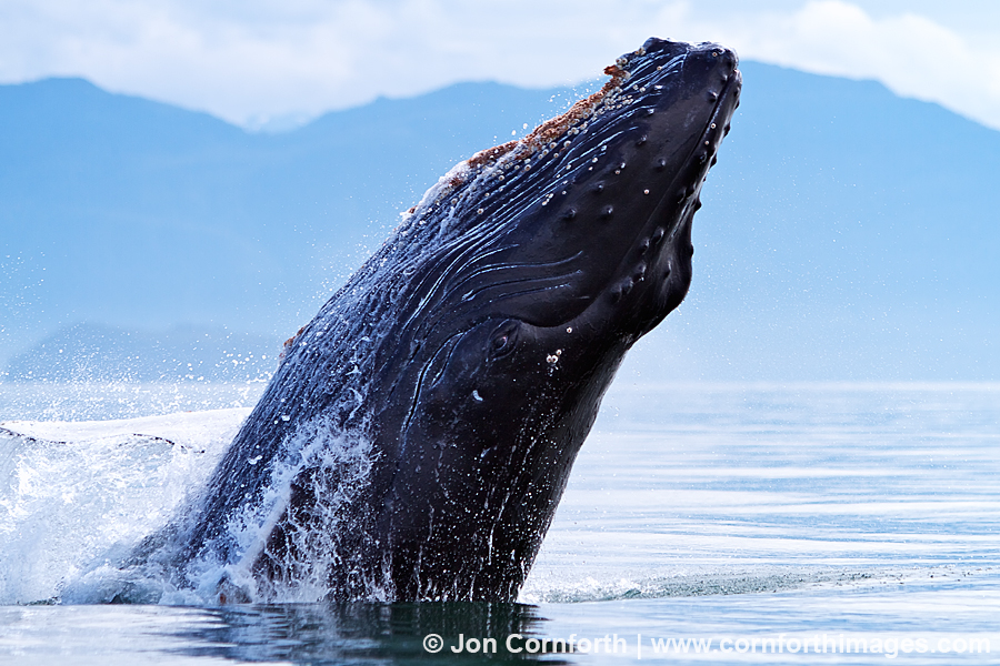 Humpback Whale Breach 138