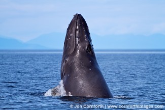 Humpback Whale Breach 141
