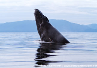 Humpback Whale Breach 142