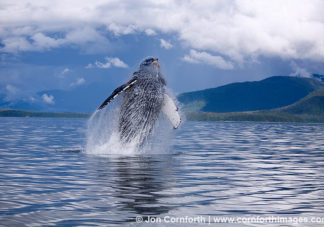 Humpback Whale Breach 18