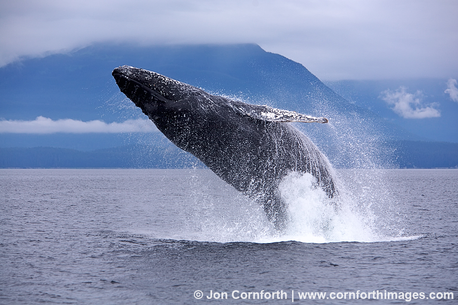 Humpback Whale Breach 19