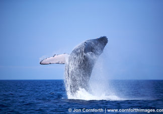 Humpback Whale Breach 21