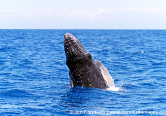 Humpback Whale Breach 23