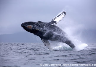 Humpback Whale Breach 4