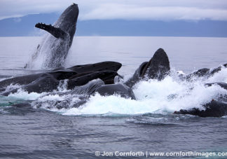 Humpback Whale Breach 8