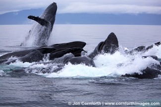 Humpback Whale Breach 8
