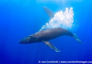 Humpback Whale Bubbles