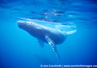 Humpback Whale Calf 1