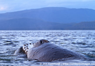 Humpback Whale Feeding 10