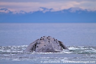 Humpback Whale Feeding 11