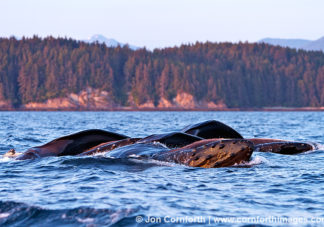 Humpback Whale Feeding 2