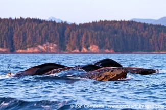 Humpback Whale Feeding 2