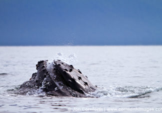 Humpback Whale Feeding 6