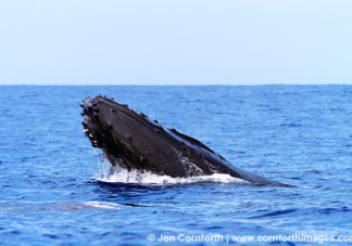 Humpback Whale Head Lunge 1