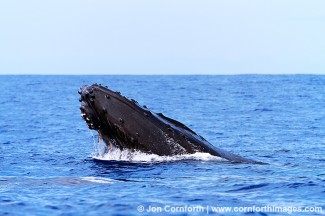 Humpback Whale Head Lunge 1