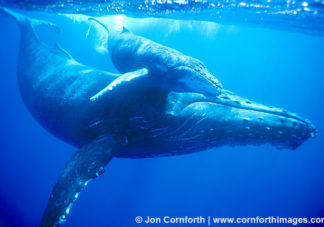 Humpback Whale Mother & Calf 2
