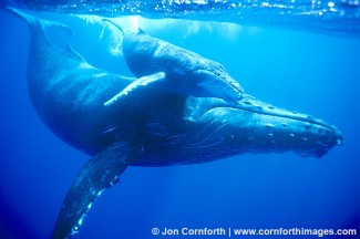 Humpback Whale Mother & Calf 2