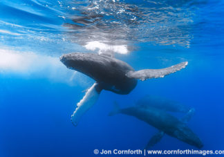 Humpback Whale Mother & Calf 3
