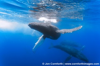 Humpback Whale Mother & Calf 3
