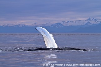 Humpback Whale Pectoral Fin 1