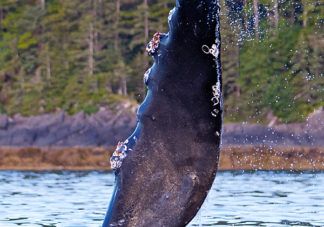 Humpback Whale Pectoral Fin 4