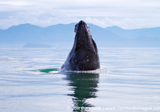 Humpback Whale Spyhop 2