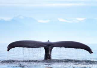 Humpback Whale Tail 101