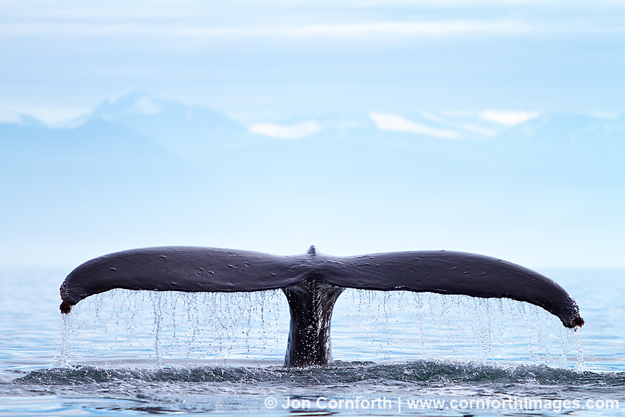 Humpback Whale Tail 101