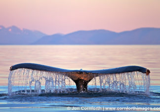 Humpback Whale Tail 104