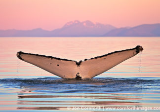 Humpback Whale Tail 107
