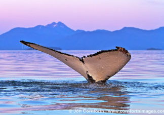 Humpback Whale Tail 110