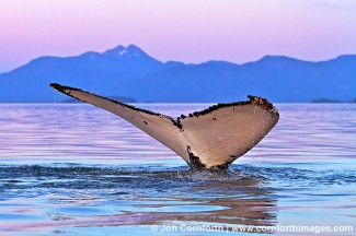 Humpback Whale Tail 110