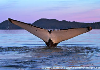 Humpback Whale Tail 113