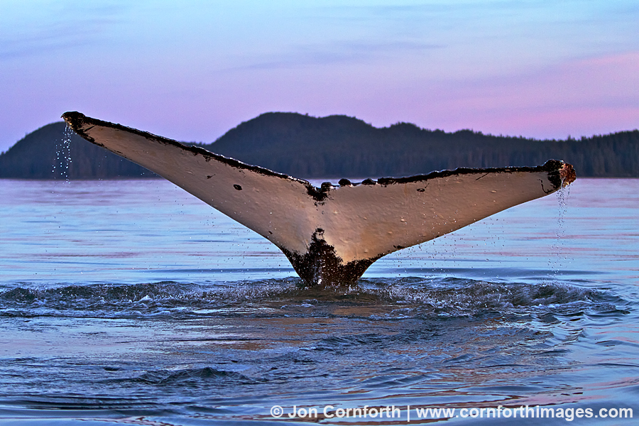 Humpback Whale Tail 113
