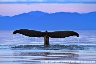 Humpback Whale Tail 114