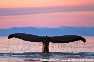 Humpback Whale Tail 116