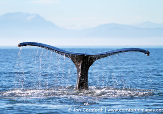 Humpback Whale Tail 120