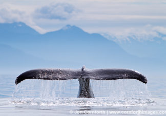 Humpback Whale Tail 126