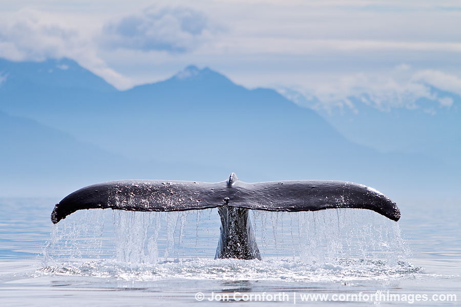 Humpback Whale Tail 126