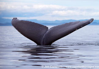 Humpback Whale Tail 128