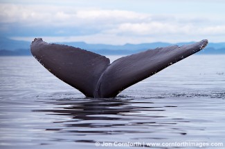 Humpback Whale Tail 128