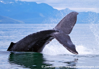 Humpback Whale Tail 130