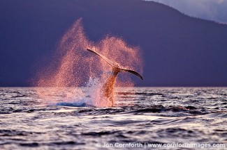 Humpback Whale Tail 134