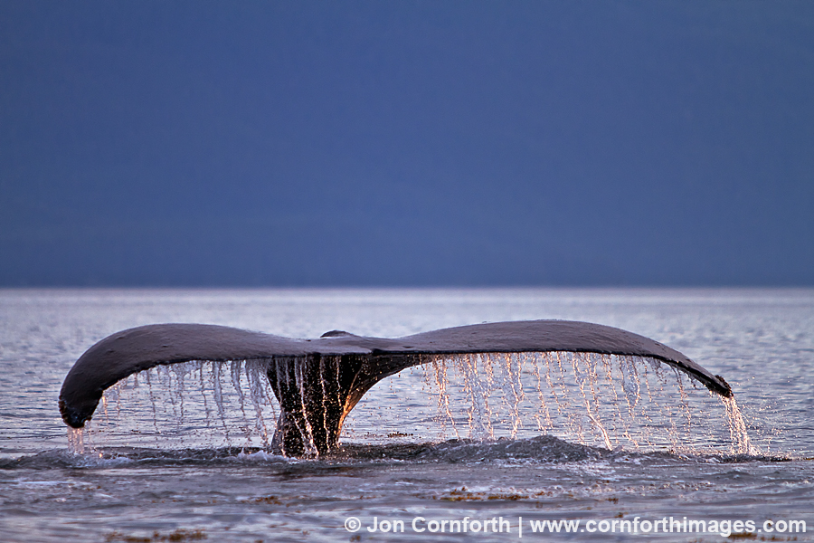 Humpback Whale Tail 137