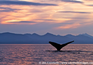 Humpback Whale Tail 142