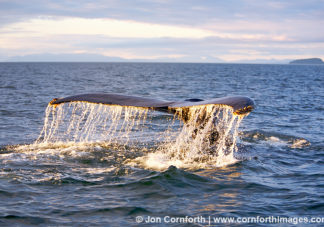 Humpback Whale Tail 18